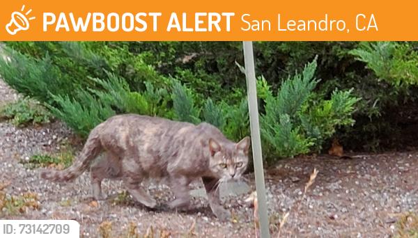 Found/Stray Female Cat last seen Haas Ave & Lee Ave, San Leandro, CA 94577