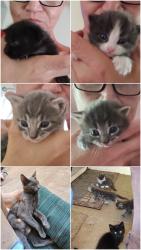 Lost Male Cat last seen Jackson st, Gridley, CA 95948