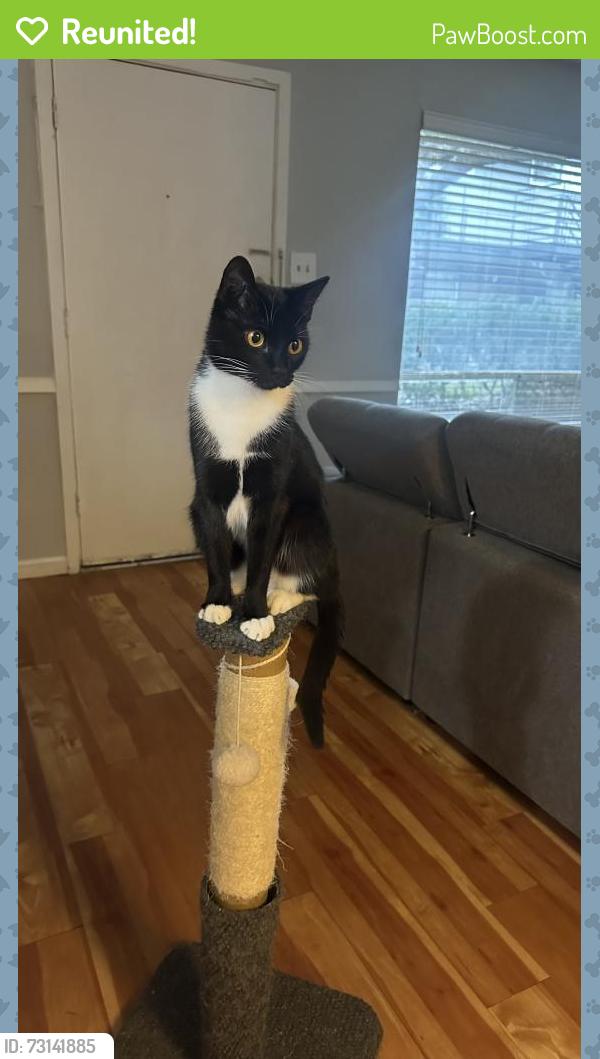 Reunited Female Cat last seen 11th, Houston, TX 77007