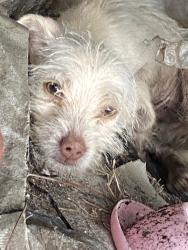 Found/Stray Unknown Dog last seen Airline North, Rosharon, TX 77583