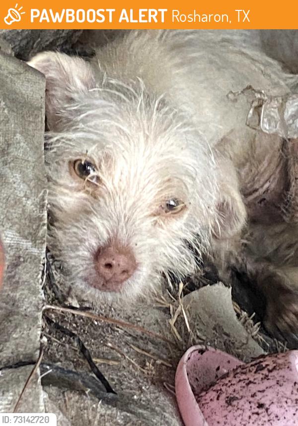 Found/Stray Unknown Dog last seen Airline North, Rosharon, TX 77583