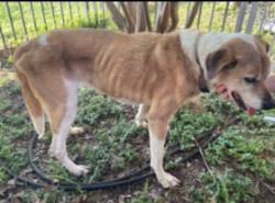 Reunited Female Dog last seen Near Flagstone Dr, Fort Worth, TX 76114, USA, Fort Worth, TX 76114