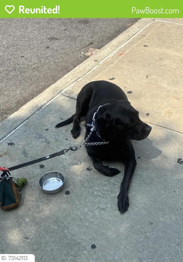 Reunited Female Dog last seen 5th ave, Brooklyn, NY 11215