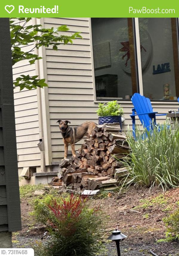 Reunited Female Dog last seen Village drive and Lily Bay Ct, Lake Oswego, OR 97034