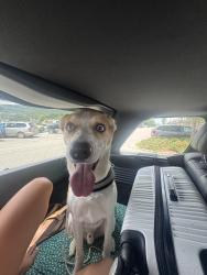Found/Stray Male Dog last seen Aetna Hill Road, Whiteside, TN 30757