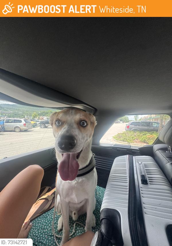 Found/Stray Male Dog last seen Aetna Hill Road, Whiteside, TN 30757