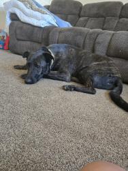Lost Male Dog last seen W Lilac, San Diego County, CA 92003