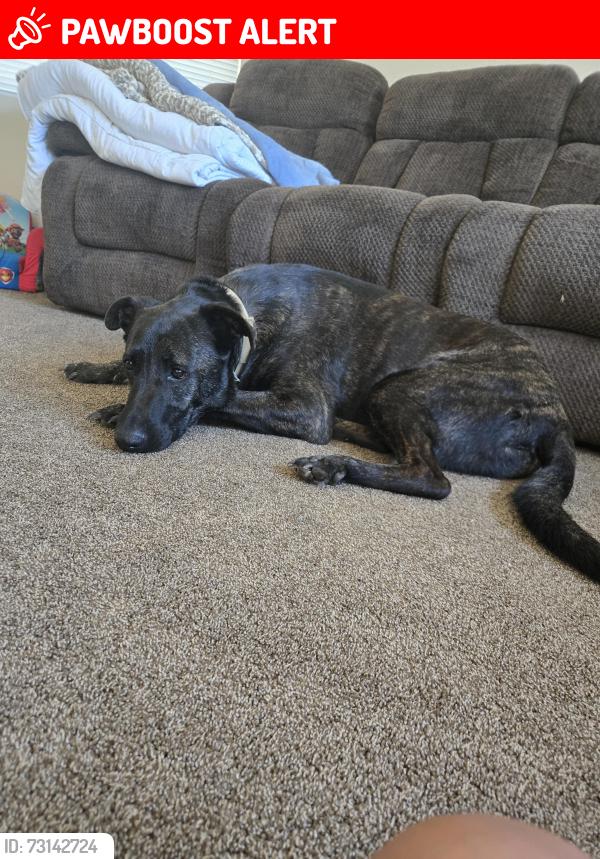 Lost Male Dog last seen W Lilac, San Diego County, CA 92003