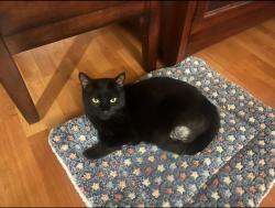 Reunited Female Cat last seen Cordoba Ave, Avoyer Pl, Sierra Madre Rd, Estrella Dr, Spring Valley, CA 91977