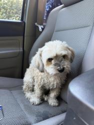 Shelter Stray Unknown Dog last seen Near 9TH AVE NW, Seattle, WA, 2061 15th Ave W, Seattle, WA 98119, USA