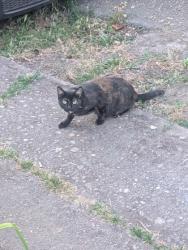 Shelter Stray Female Cat last seen Near 13TH AVE S, Seattle, WA, 2061 15th Ave W, Seattle, WA 98119, USA