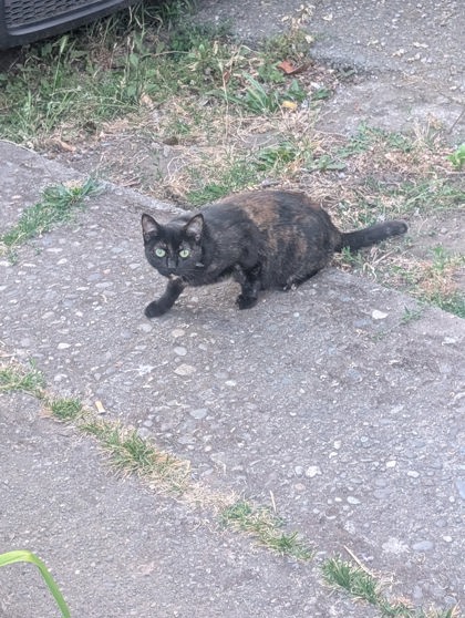Shelter Stray Female Cat last seen Near 13TH AVE S, Seattle, WA, 2061 15th Ave W, Seattle, WA 98119, USA