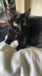 Lost Male Cat last seen Links crossing, Auburn, AL 36830