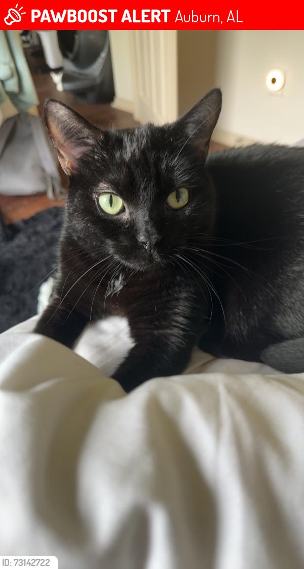Lost Male Cat last seen Links crossing, Auburn, AL 36830