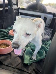 Reunited Female Dog last seen Baseline & S 19th Ave, Phoenix, AZ 85041