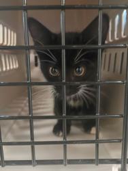 Shelter Stray Female Cat last seen Murphy Ave And Adair Park, Atlanta, GA, 1251 Fulton Industrial Blvd NW, Atlanta, GA 30336, USA
