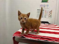 Shelter Stray Female Cat last seen Near 63rd Street, 64110, MO, 7077 Elmwood Ave, Kansas City, MO 64132, USA