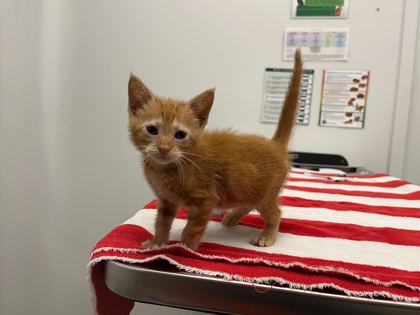Shelter Stray Female Cat last seen Near 63rd Street, 64110, MO, 7077 Elmwood Ave, Kansas City, MO 64132, USA