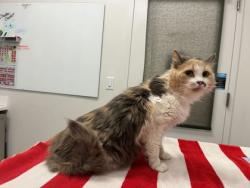 Shelter Stray Female Cat last seen Near 63rd Street, 64110, MO, 7077 Elmwood Ave, Kansas City, MO 64132, USA