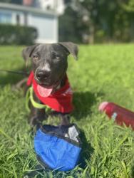 Shelter Stray Female Dog last seen Near PANOLA ROAD Lithonia, 30058, 30058, GA, 3280 Chamblee Dunwoody Rd, Chamblee, GA 30341, USA