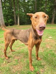 Shelter Stray Male Dog last seen Near Cedar Valley Ln, Conley, GA 30288, 30288, GA, 3280 Chamblee Dunwoody Rd, Chamblee, GA 30341, USA