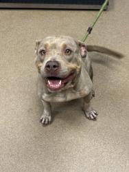 Shelter Stray Female Dog last seen Near HALLWOOD COURT Lithonia, 30058, 30058, GA, 3280 Chamblee Dunwoody Rd, Chamblee, GA 30341, USA