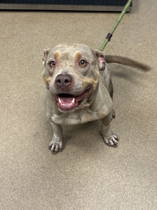 Shelter Stray Female Dog last seen Near HALLWOOD COURT Lithonia, 30058, 30058, GA, 3280 Chamblee Dunwoody Rd, Chamblee, GA 30341, USA