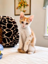 Shelter Stray Male Cat last seen Near N. Park Drive, Tucker 30084, 30084, GA, 3280 Chamblee Dunwoody Rd, Chamblee, GA 30341, USA