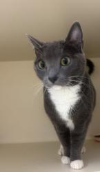 Shelter Stray Female Cat last seen Near Maple Walk Circle, 30032, GA, 3280 Chamblee Dunwoody Rd, Chamblee, GA 30341, USA