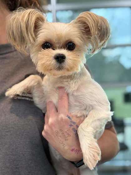 Shelter Stray Female Dog last seen Dexter & Chickering, Memphis, TN, 935 Farm Rd, Memphis, TN 38134, USA