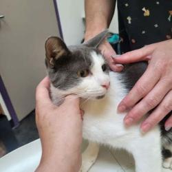 Shelter Stray Female Cat last seen Berclair Rd, Memphis, TN, 935 Farm Rd, Memphis, TN 38134, USA
