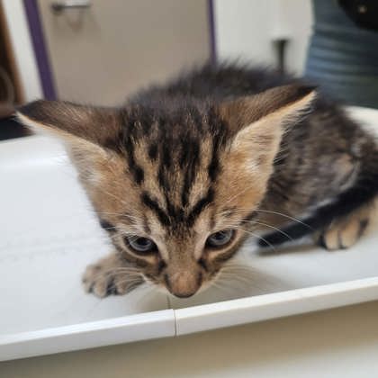 Shelter Stray Male Cat last seen Berclair Rd, Memphis, TN, 935 Farm Rd, Memphis, TN 38134, USA