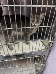 Shelter Stray Female Cat last seen Near raintree cir, Coppell, TX, 821 S Coppell Rd, Coppell, TX 75019, USA