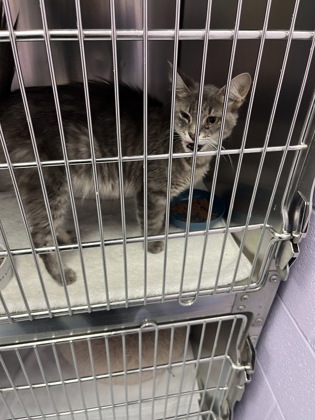 Shelter Stray Female Cat last seen Near raintree cir, Coppell, TX, 821 S Coppell Rd, Coppell, TX 75019, USA