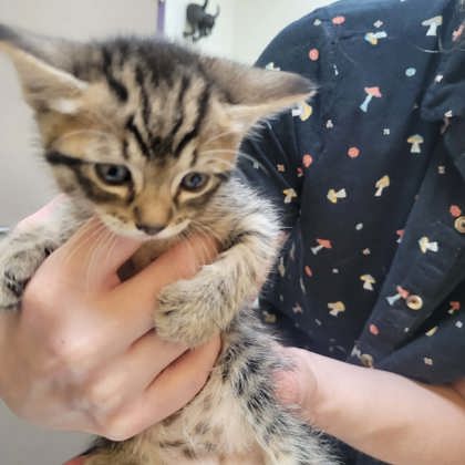 Shelter Stray Female Cat last seen Berclair Rd, Memphis, TN, 935 Farm Rd, Memphis, TN 38134, USA