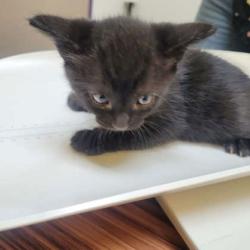 Shelter Stray Male Cat last seen Berclair Rd, Memphis, TN, 935 Farm Rd, Memphis, TN 38134, USA