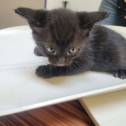 Shelter Stray Male Cat last seen Berclair Rd, Memphis, TN, 935 Farm Rd, Memphis, TN 38134, USA