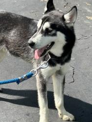 Shelter Stray Male Dog last seen Near Ensley Dr, Knox County ASO, TN, 3201 Division St, Knoxville, TN 37919, USA