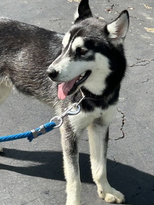 Shelter Stray Male Dog last seen Near Ensley Dr, Knox County ASO, TN, 3201 Division St, Knoxville, TN 37919, USA