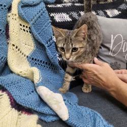 Shelter Stray Male Cat last seen Crescent Hill Dr, Memphis, TN, 935 Farm Rd, Memphis, TN 38134, USA