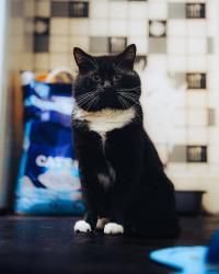 Lost Male Cat last seen Northern general hosp, South Yorkshire, England S4 8JA