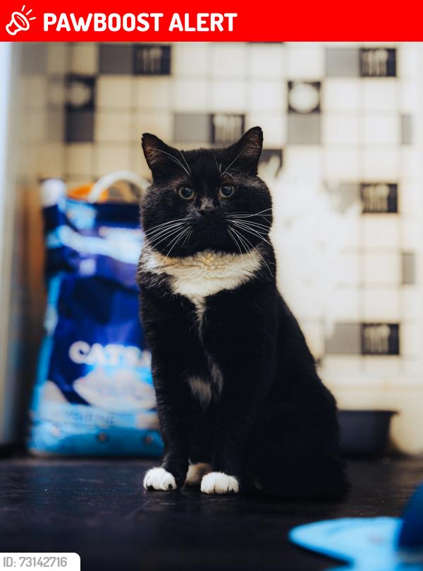 Lost Male Cat last seen Northern general hosp, South Yorkshire, England S4 8JA
