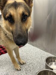 Shelter Stray Male Dog last seen Near Shipetown Rd, Knox County ASO, TN, 3201 Division St, Knoxville, TN 37919, USA