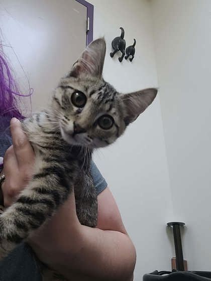 Shelter Stray Female Cat last seen Crescent Hill Dr, Memphis, TN, 935 Farm Rd, Memphis, TN 38134, USA