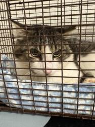 Shelter Stray Unknown Cat last seen Near Lindal Rd, Knox County GP, TN, 3201 Division St, Knoxville, TN 37919, USA