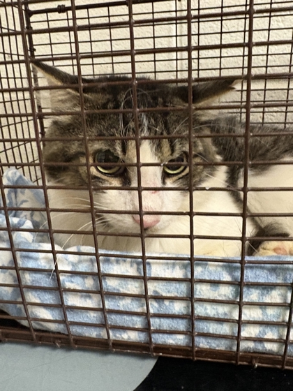 Shelter Stray Unknown Cat last seen Near Lindal Rd, Knox County GP, TN, 3201 Division St, Knoxville, TN 37919, USA