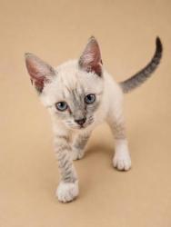 Shelter Stray Male Cat last seen Near main st, New Bern City Limits, NC, 1639 Old Airport Rd, New Bern, NC 28562, USA