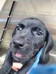 Shelter Stray Male Dog last seen Near Johnnie Dodds Boulevard, Mt. Pleasant, SC, 2455 Remount Rd, North Charleston, SC 29406, USA