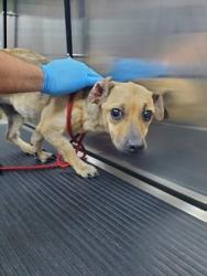 Shelter Stray Female Dog last seen Near Rivers Avenue, North Charleston, SC, 2455 Remount Rd, North Charleston, SC 29406, USA
