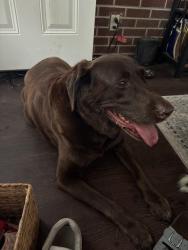 Reunited Female Dog last seen Huffman blvd and Belmont blvd, Rockford, IL 61103